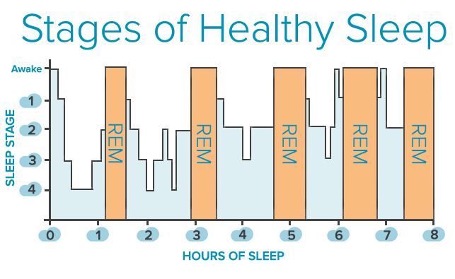About 20 25 Of Sleep For Healthy Adults Is In The Rem Phase The Fact Base